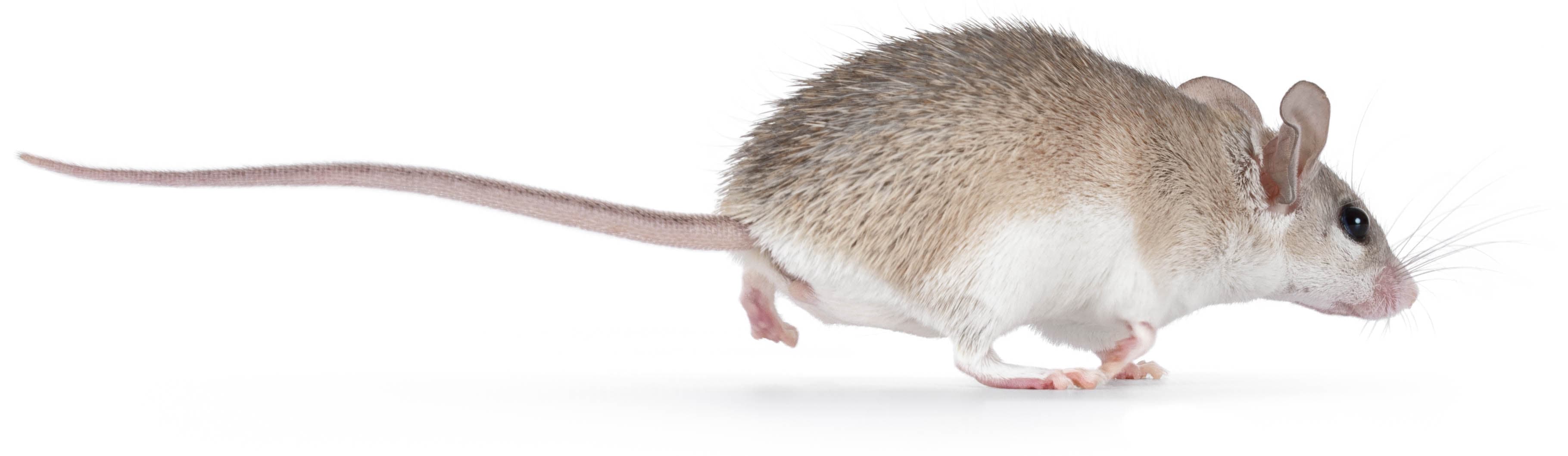 Rats + mice