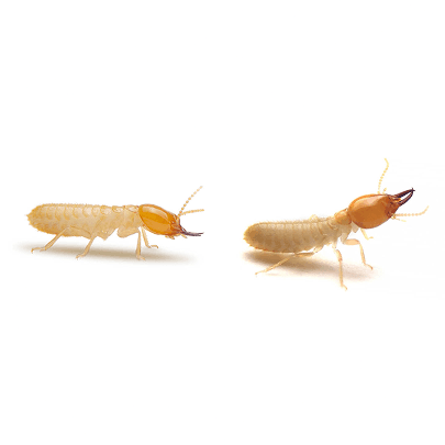 termite