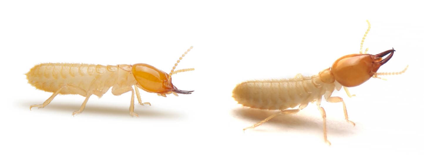 Termite control where the queen must die.